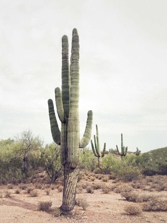 Leinwand Poster, Bilder Desert Cactus, Sisi & Seb, 45 × 60 cm