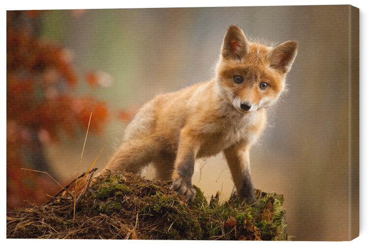 Leinwand Poster, Bilder Fox, Robert Adamec, 70 × 50 cm