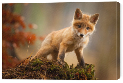 Leinwand Poster, Bilder Fox, Robert Adamec, 70 × 50 cm