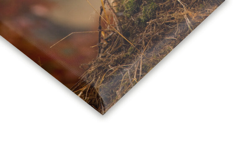 Leinwand Poster, Bilder Fox, Robert Adamec, 70 × 50 cm