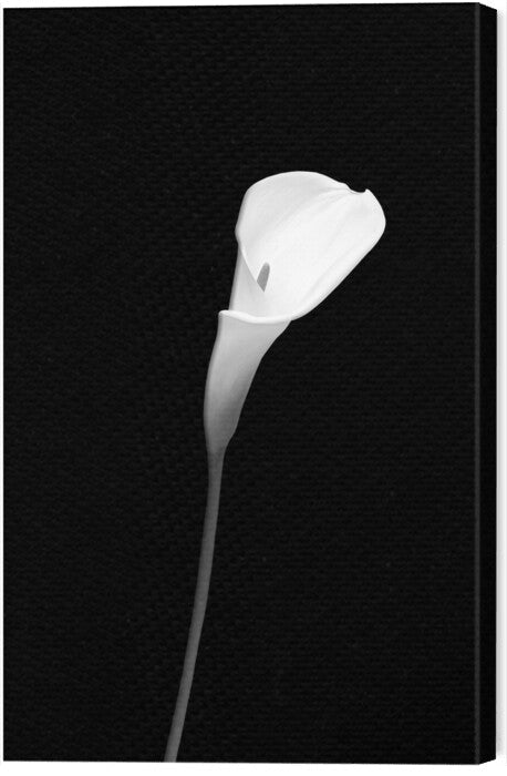 Leinwand Poster, Bilder Calla | dark design , Melanie Viola, 40 × 60 cm