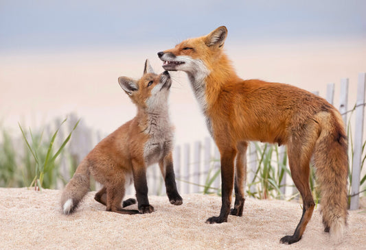 Leinwand Poster, Bilder A Kiss, Max Wang, 100 × 70 cm