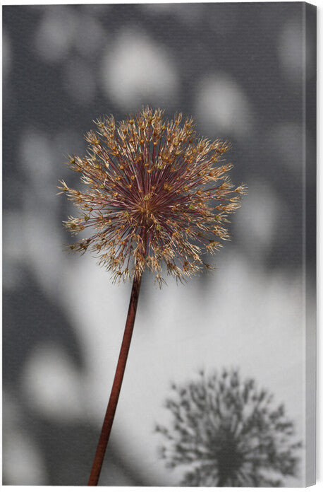 Leinwand Poster, Bilder Withered flower, seed house 1, Studio Collection, 40 × 60 cm
