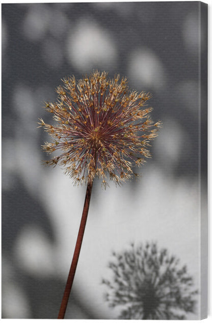 Leinwand Poster, Bilder Withered flower, seed house 1, Studio Collection, 40 × 60 cm