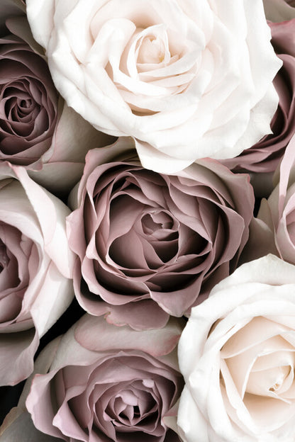 Leinwand Poster, Bilder Roses, Studio Collection, 40 × 60 cm