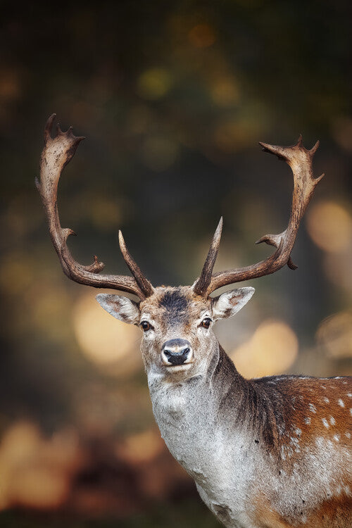 Leinwand Poster, Bilder Fallow deer in SApdra Lunden, Ottenby, Magnus Renmyr, 60 × 90 cm