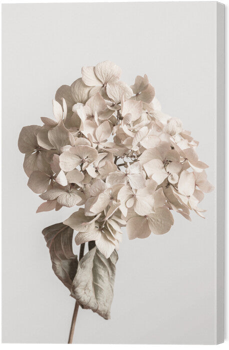Leinwand Poster, Bilder Beige dried flower, Studio Collection, 40 × 60 cm