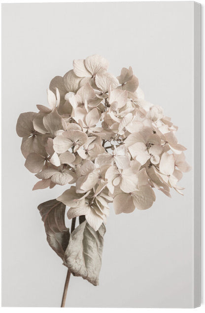 Leinwand Poster, Bilder Beige dried flower, Studio Collection, 40 × 60 cm