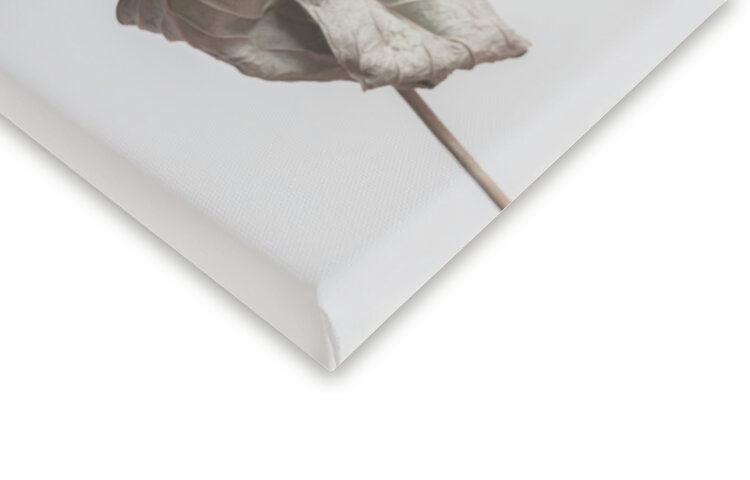 Leinwand Poster, Bilder Beige dried flower, Studio Collection, 40 × 60 cm