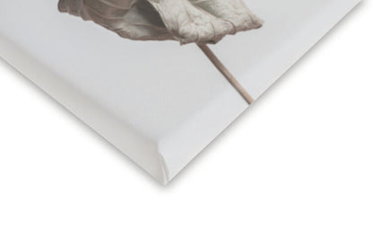Leinwand Poster, Bilder Beige dried flower, Studio Collection, 40 × 60 cm