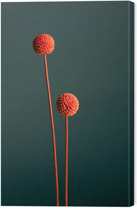Leinwand Poster, Bilder Orange Seed Capsules, Studio Collection, 40 × 60 cm