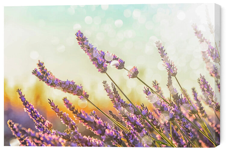 Leinwand Poster, Bilder Sparkling Lavender, 60 × 40 cm