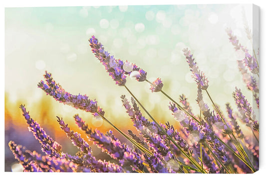 Leinwand Poster, Bilder Sparkling Lavender, 60 × 40 cm