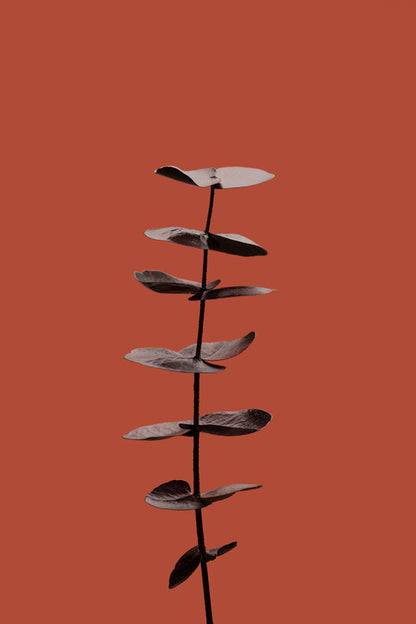 Leinwand Poster, Bilder Eucalyptus Rust 04, Studio Collection, 40 × 60 cm
