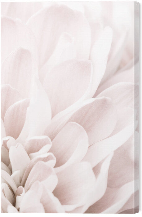 Leinwand Poster, Bilder Chrysanthemum No 04, Studio Collection, 40 × 60 cm