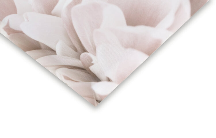 Leinwand Poster, Bilder Chrysanthemum No 04, Studio Collection, 40 × 60 cm