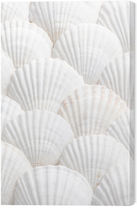 Leinwand Poster, Bilder Shells_3, Studio Collection, 40 × 60 cm