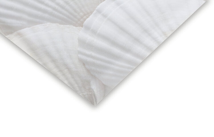 Leinwand Poster, Bilder Shells_3, Studio Collection, 40 × 60 cm