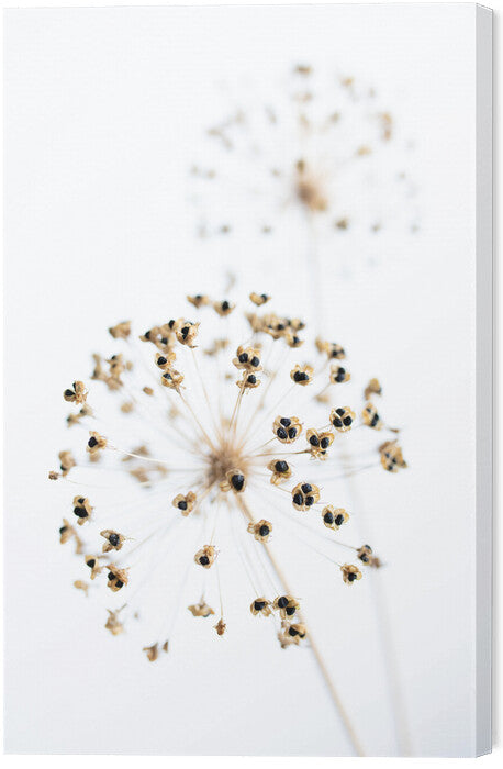 Leinwand Poster, Bilder Dried Flower_2_natural, Studio Collection, 40 × 60 cm