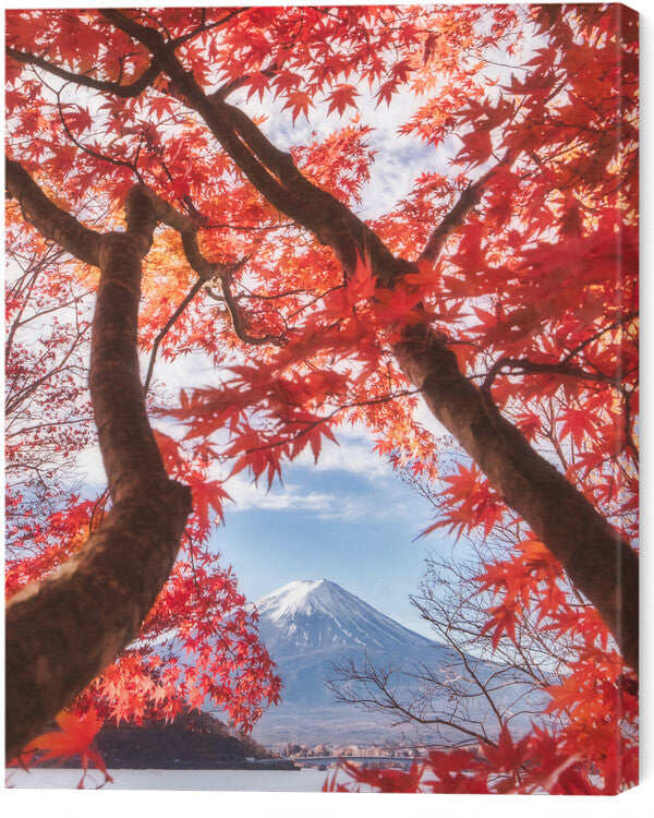 Leinwand Poster, Bilder Mt.fuji is in the autumn leaves, Makiko Samejima, 55 × 70 cm