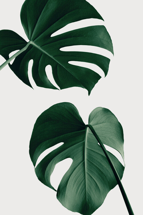 Leinwand Poster, Bilder Monstera Natural 18, Studio Collection, 60 × 90 cm