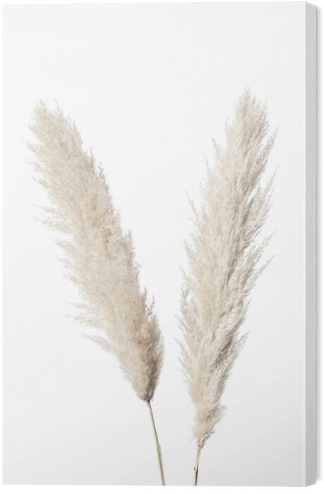 Leinwand Poster, Bilder Pampas White, Studio Collection, 40 × 60 cm