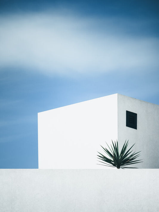 Leinwand Poster, Bilder palm tree, Renate Wasinger, 60 × 80 cm