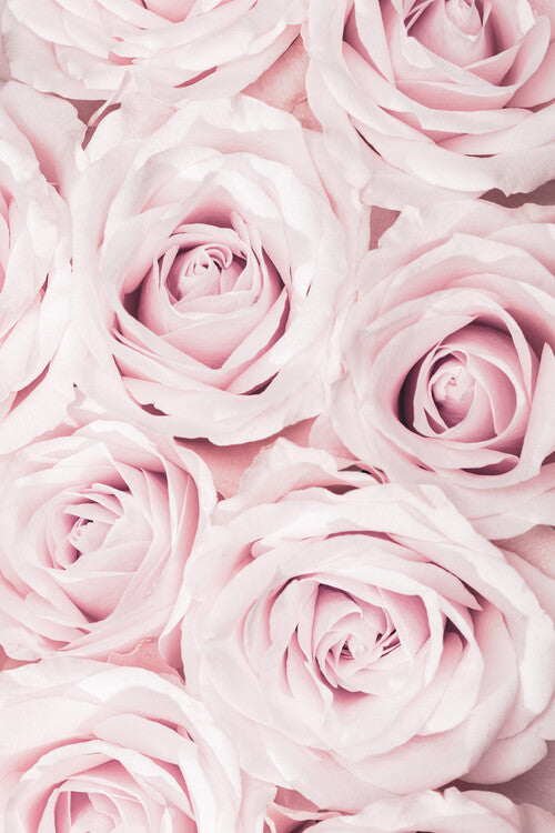 Leinwand Poster, Bilder Pink Roses No 02, Studio Collection, 60 × 90 cm