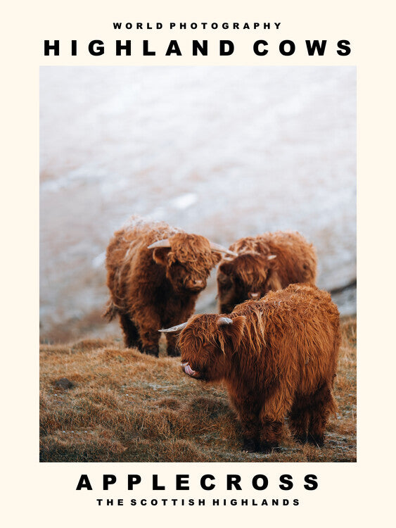 Leinwand Poster, Bilder Highland Cows (Applecross, The Scottish Highlands), 60 × 80 cm