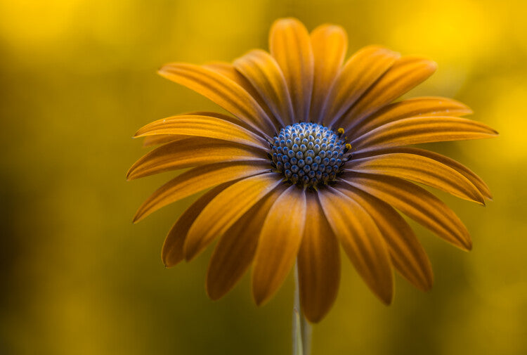 Leinwand Poster, Bilder Sunshine Daisy, Mandy Disher, 90 × 60 cm