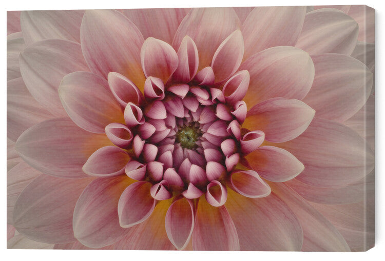 Leinwand Poster, Bilder Blush, Richard Urbanski, 60 × 40 cm