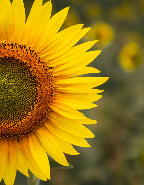 Leinwand Poster, Bilder Sunflower portrait, 70 × 90 cm