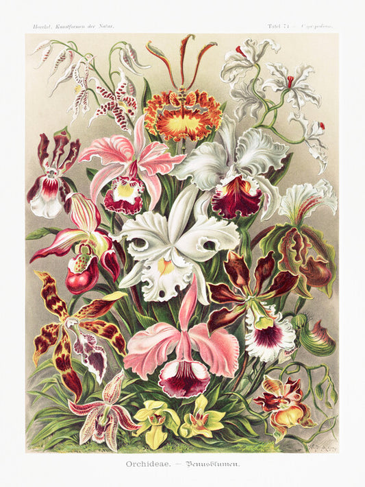 Orchideae–Denusblumen, Ernst Haeckel Poster, Plakat, 30 × 40 cm