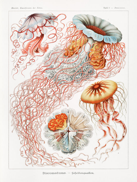 Discomedusae–Scheibenquallen, Ernst Haeckel Poster, Plakat, 30 × 40 cm