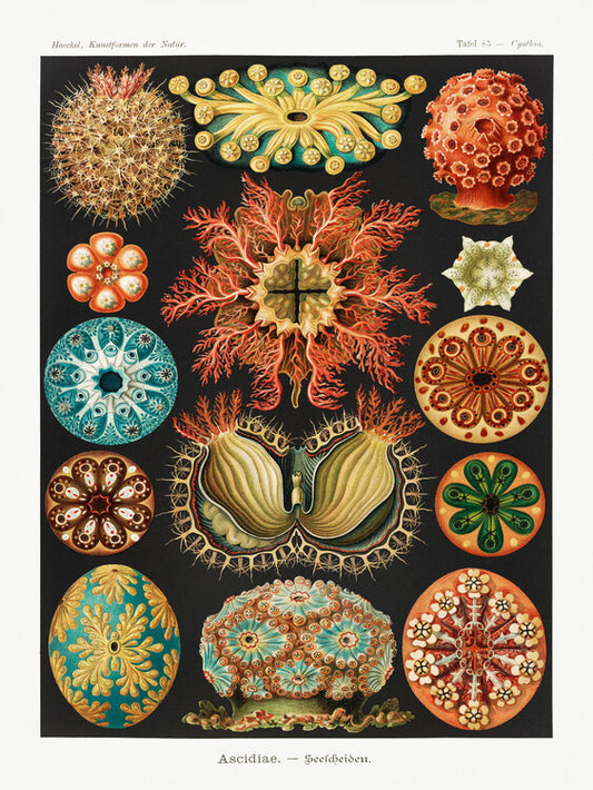 Ascidiae–Seescheiden, Ernst Haeckel Poster, Plakat, 30 × 40 cm