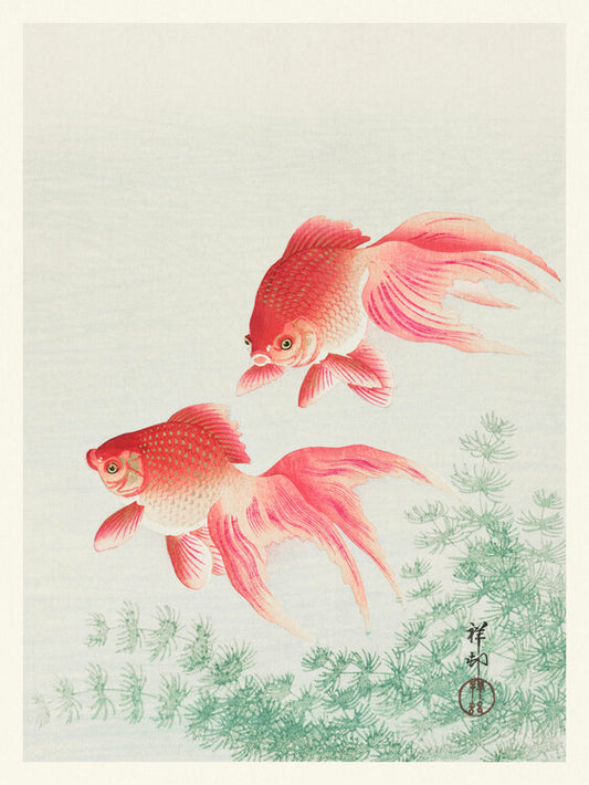 Two Veil Goldfish, Ohara Koson Poster, Plakat, 30 × 40 cm