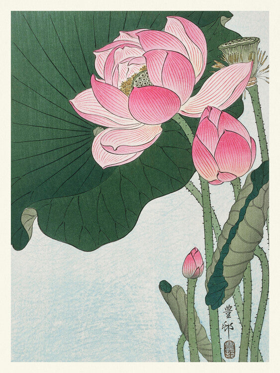 Blooming Lotus, Ohara Koson Poster, Plakat, 30 × 40 cm