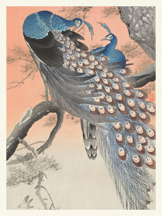 Two Peackcoks on a Peach Branch, Ohara Koson Poster, Plakat, 30 × 40 cm