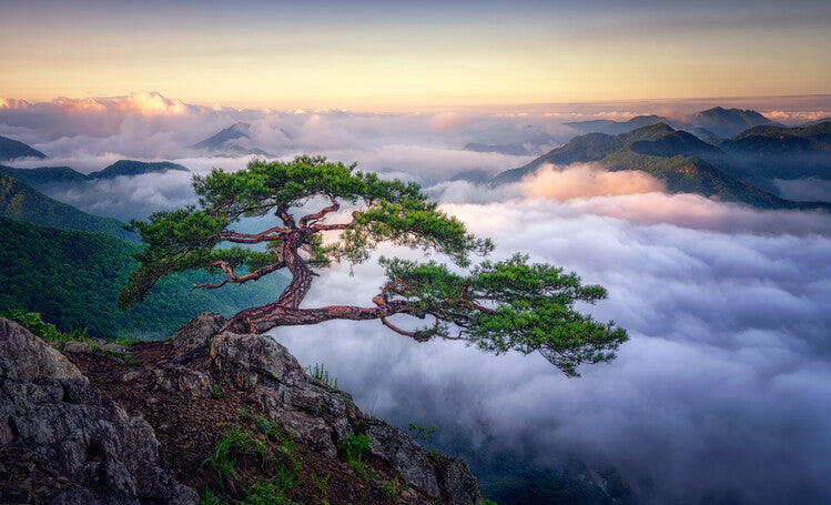 Leinwand Poster, Bilder On the rock, Tiger Seo, 90 × 55 cm