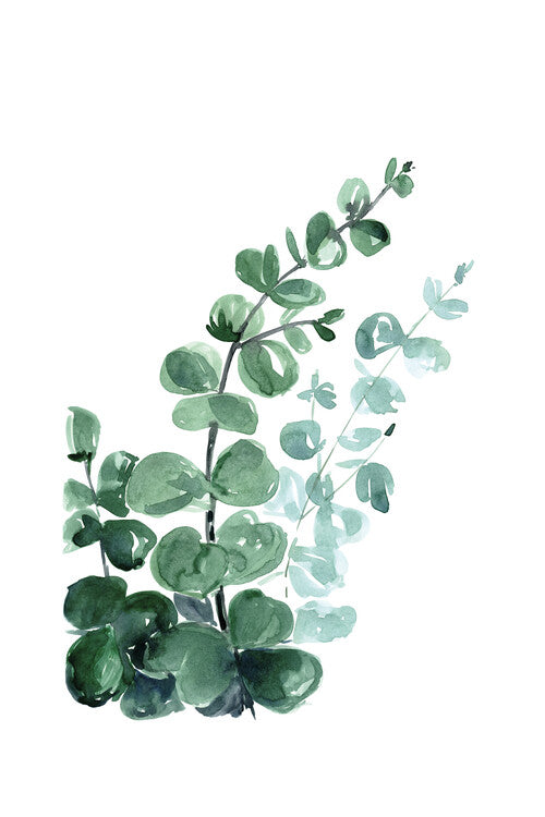 Blursbyai - Watercolour eucalyptus Poster, Plakat, 40 × 60 cm