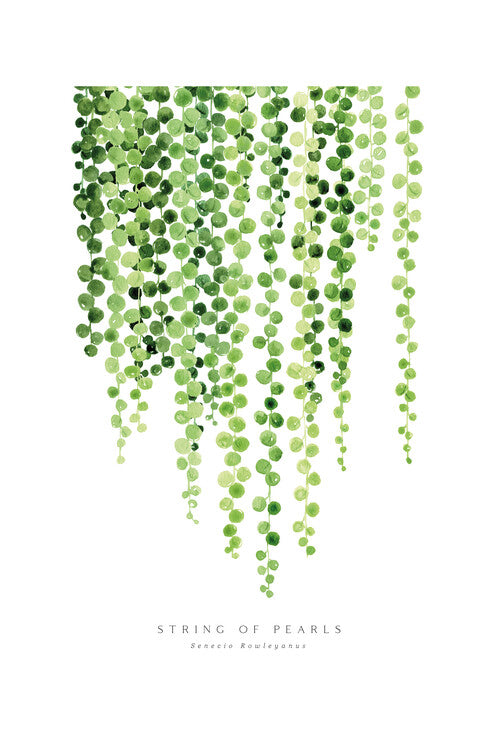Blursbyai - Watercolour string of pearls Poster, Plakat, 40 × 60 cm