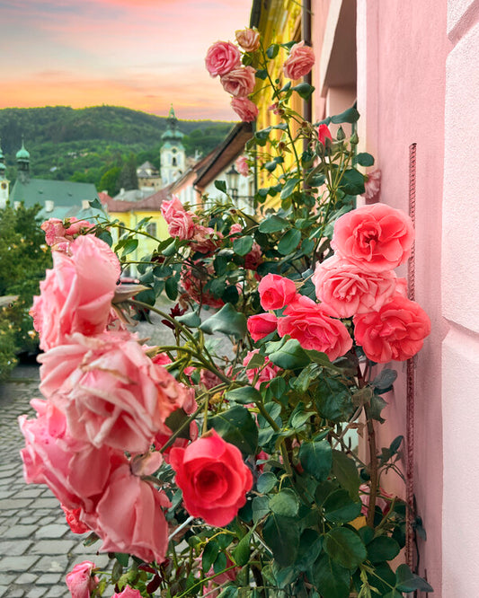 Leinwand Poster, Bilder Rose, 70 × 90 cm