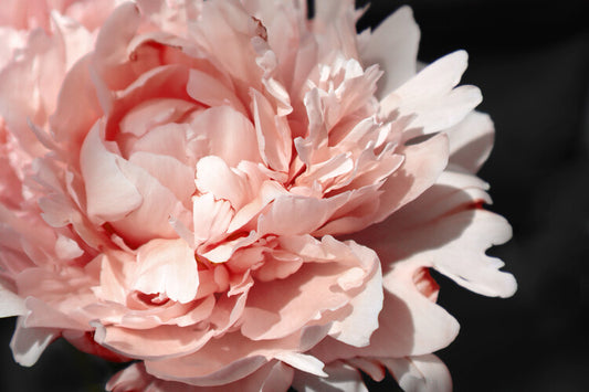 Leinwand Poster, Bilder Blush peony C, 90 × 60 cm
