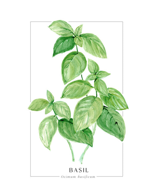 Leinwand Poster, Bilder Basil loose watercolor, 70 × 90 cm