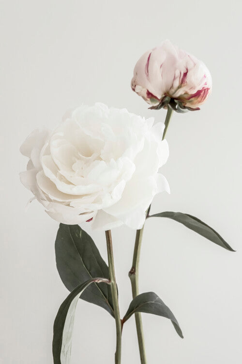Leinwand Poster, Bilder Peony 12, Studio Collection, 60 × 90 cm