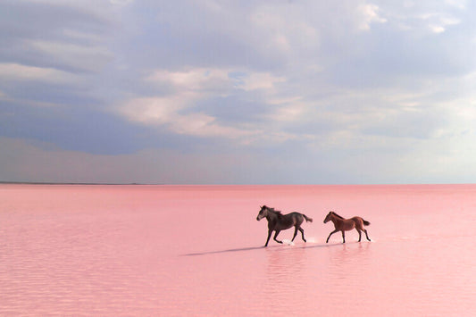 Leinwand Poster, Bilder pink salt lake, Suleyman Uzumcu, 90 × 60 cm