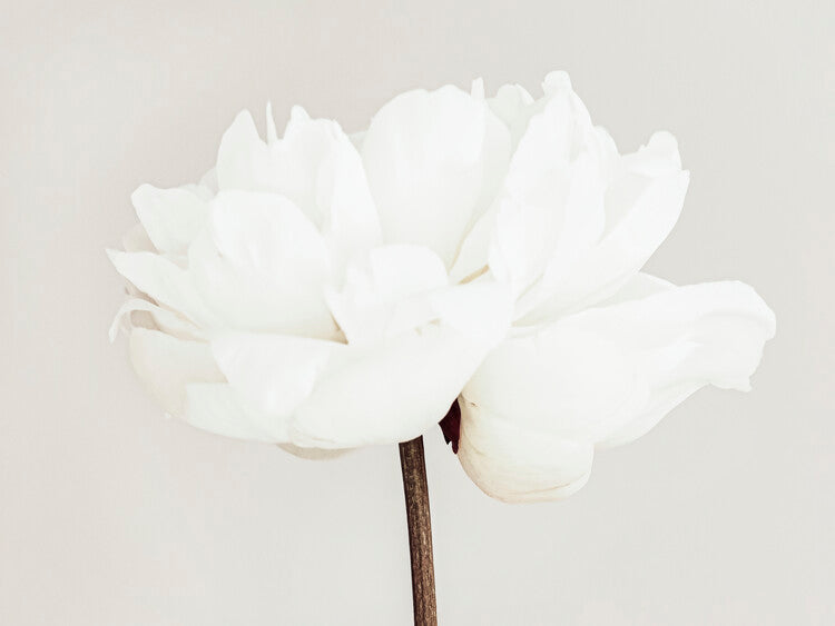 Leinwand Poster, Bilder Peony 11, Studio Collection, 80 × 60 cm