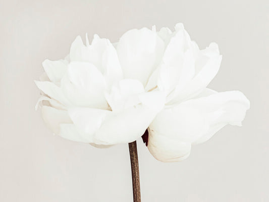 Leinwand Poster, Bilder Peony 11, Studio Collection, 80 × 60 cm