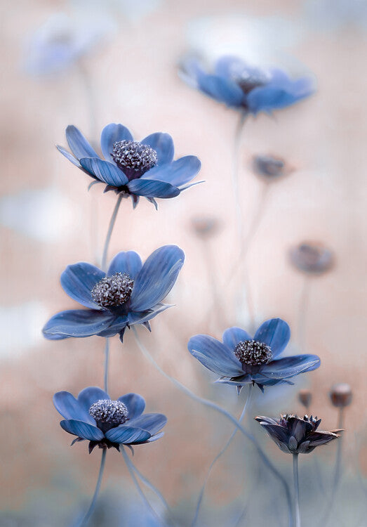 Leinwand Poster, Bilder Cosmos blue, Mandy Disher, 70 × 100 cm