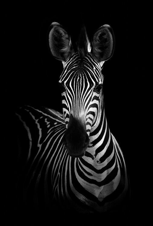 Leinwand Poster, Bilder The Zebra, WildPhotoArt, 60 × 90 cm